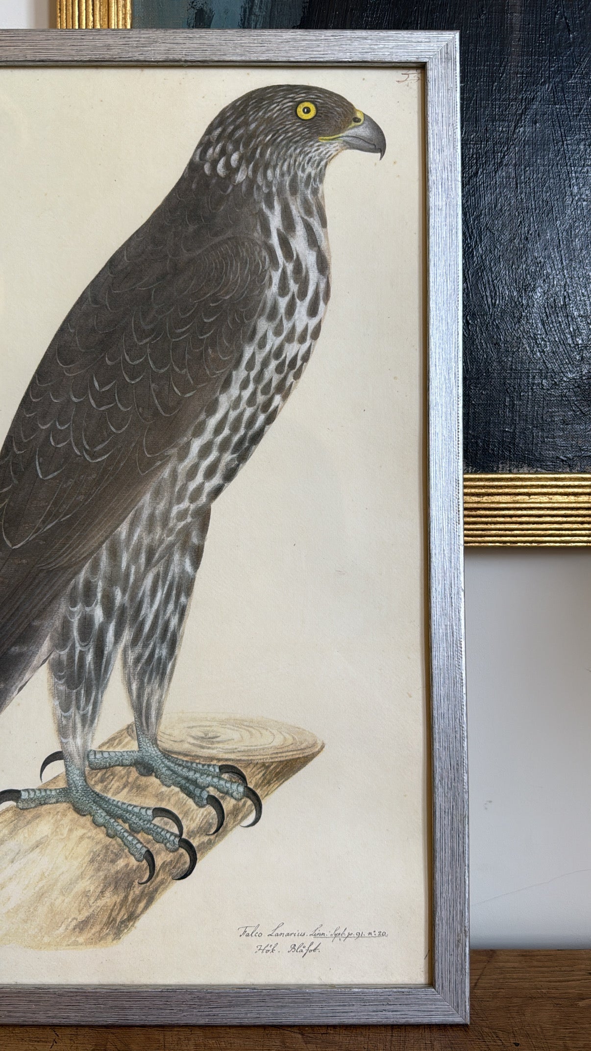 Vintage Framed Falcon