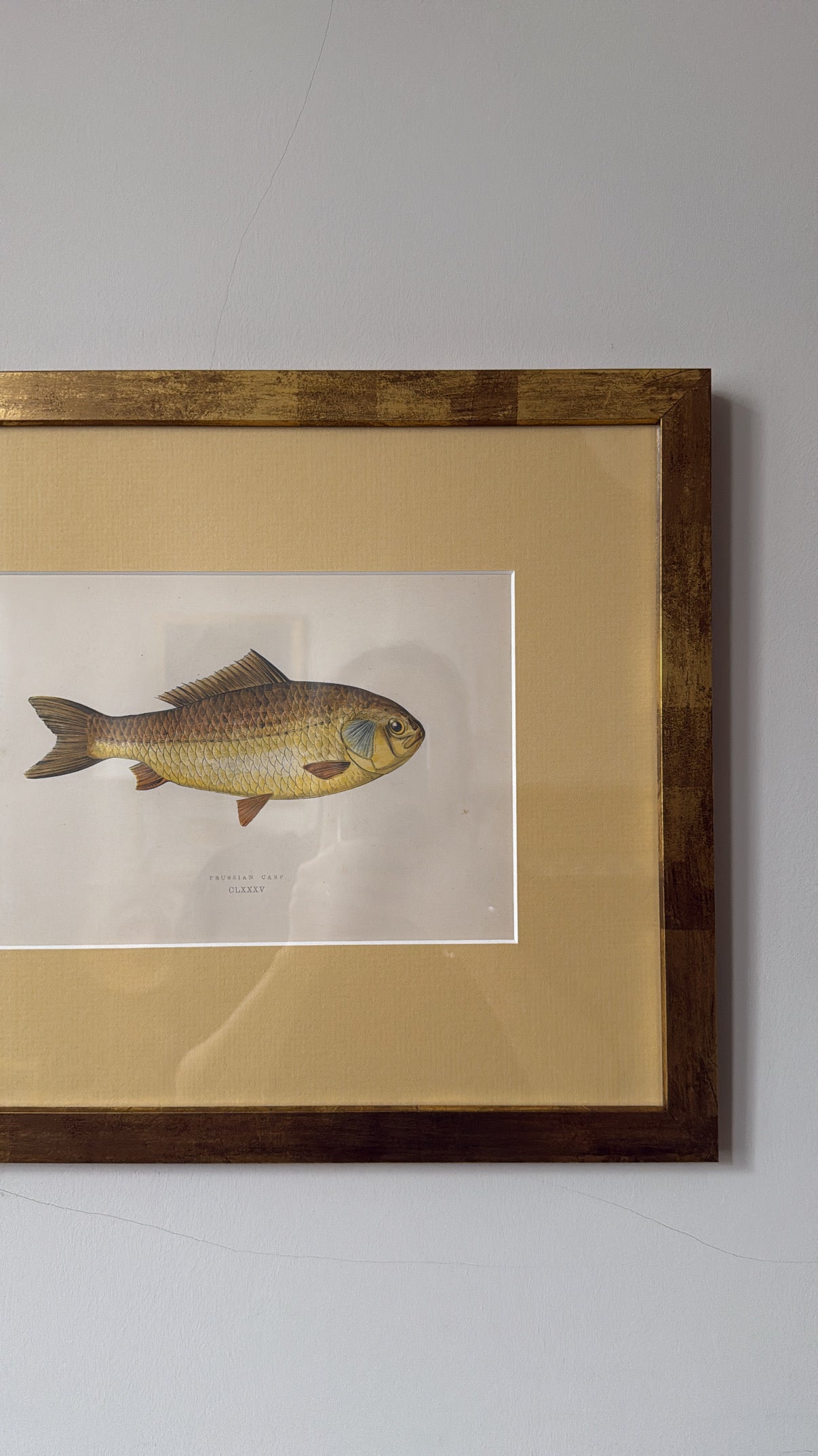 Antique Fish Print 1