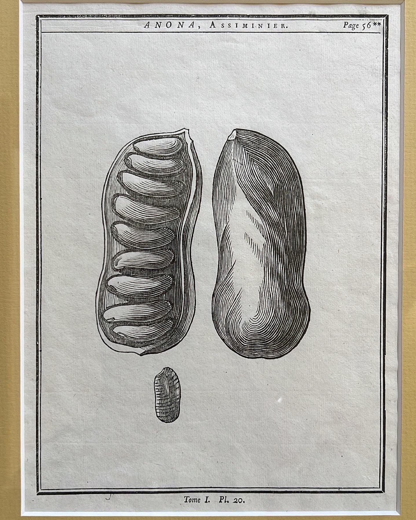 A set of 2 Antique Engravings