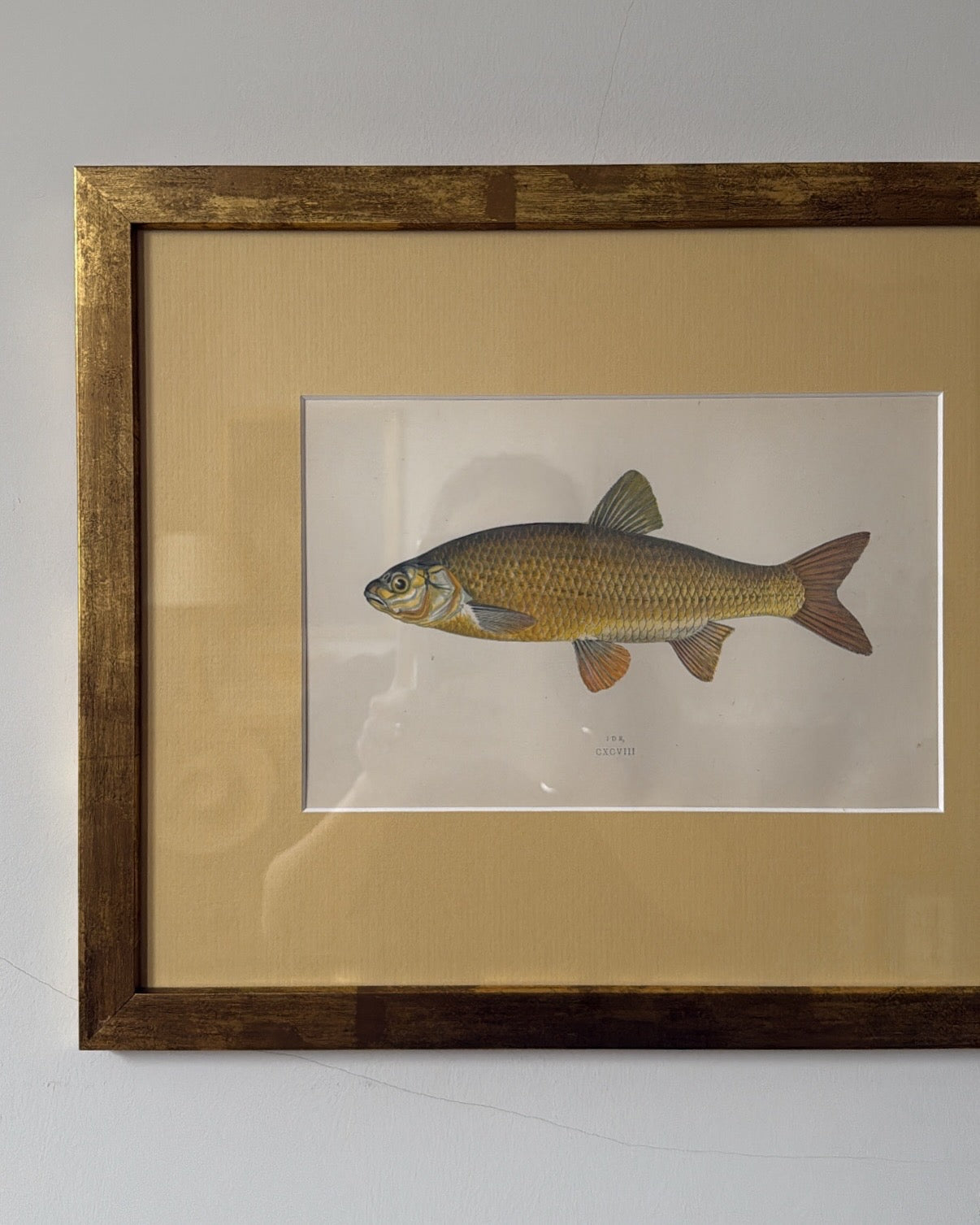 Antique Fish Print 2