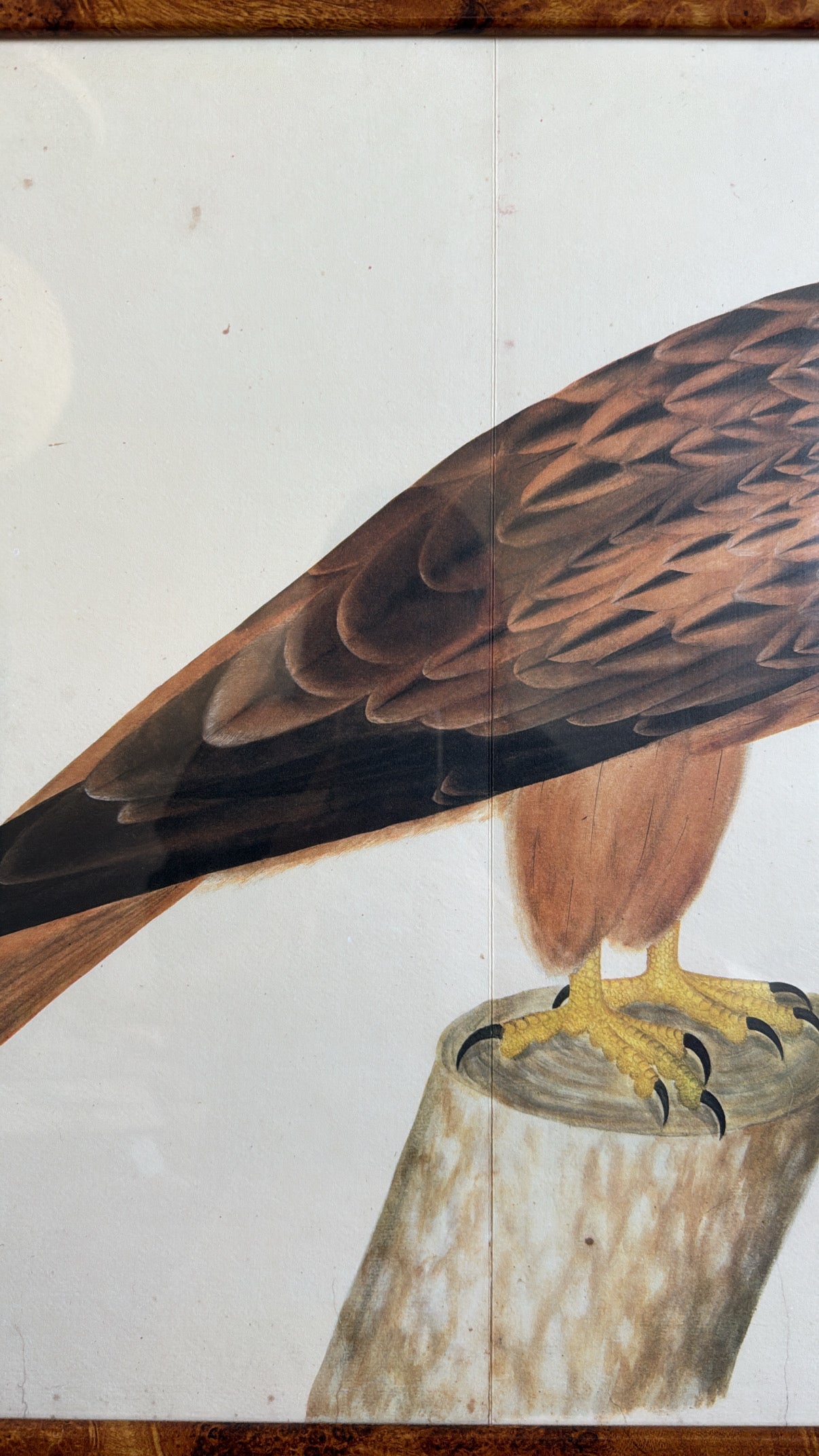 Vintage Framed Falcon