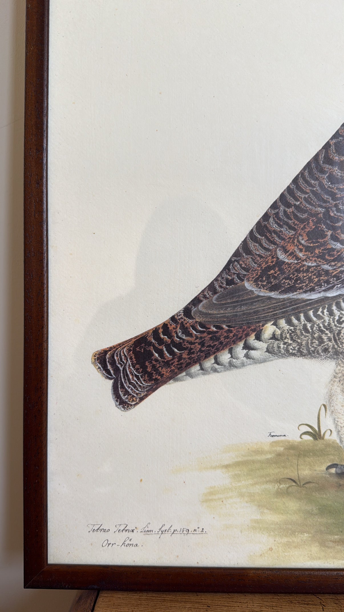 Vintage Framed Bird