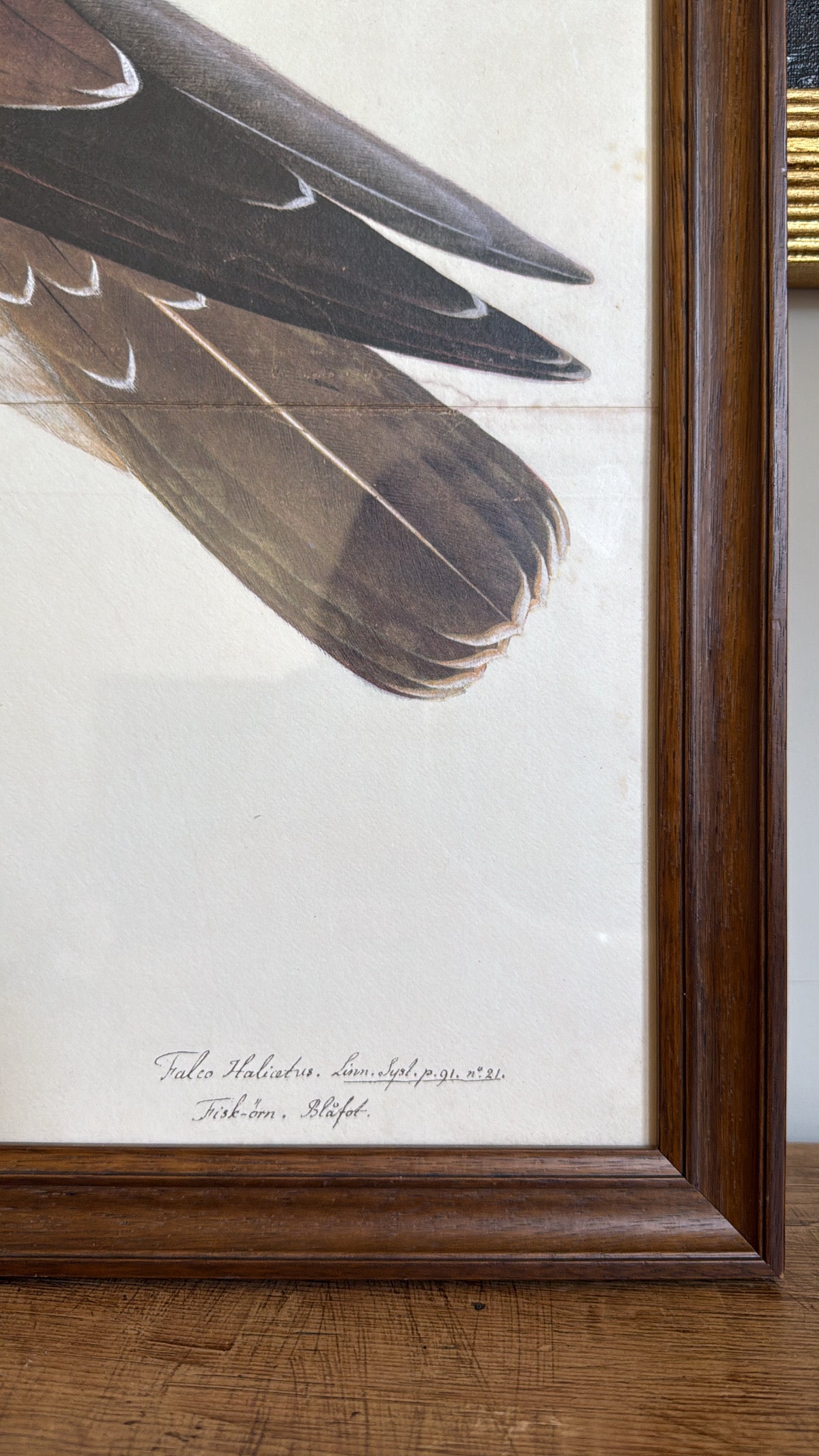 Vintage Framed Falcon