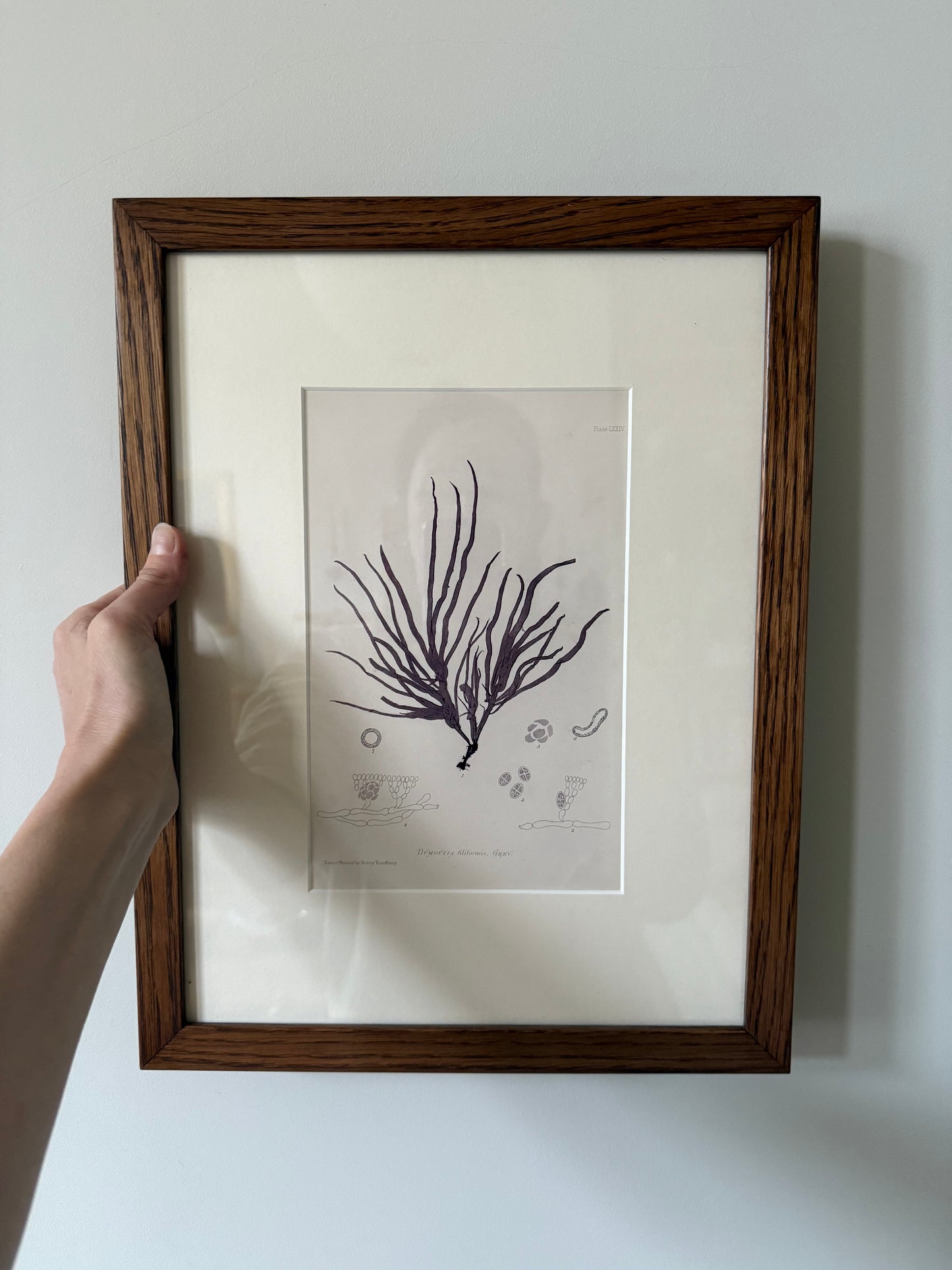 Nature Printed Seaweed 2