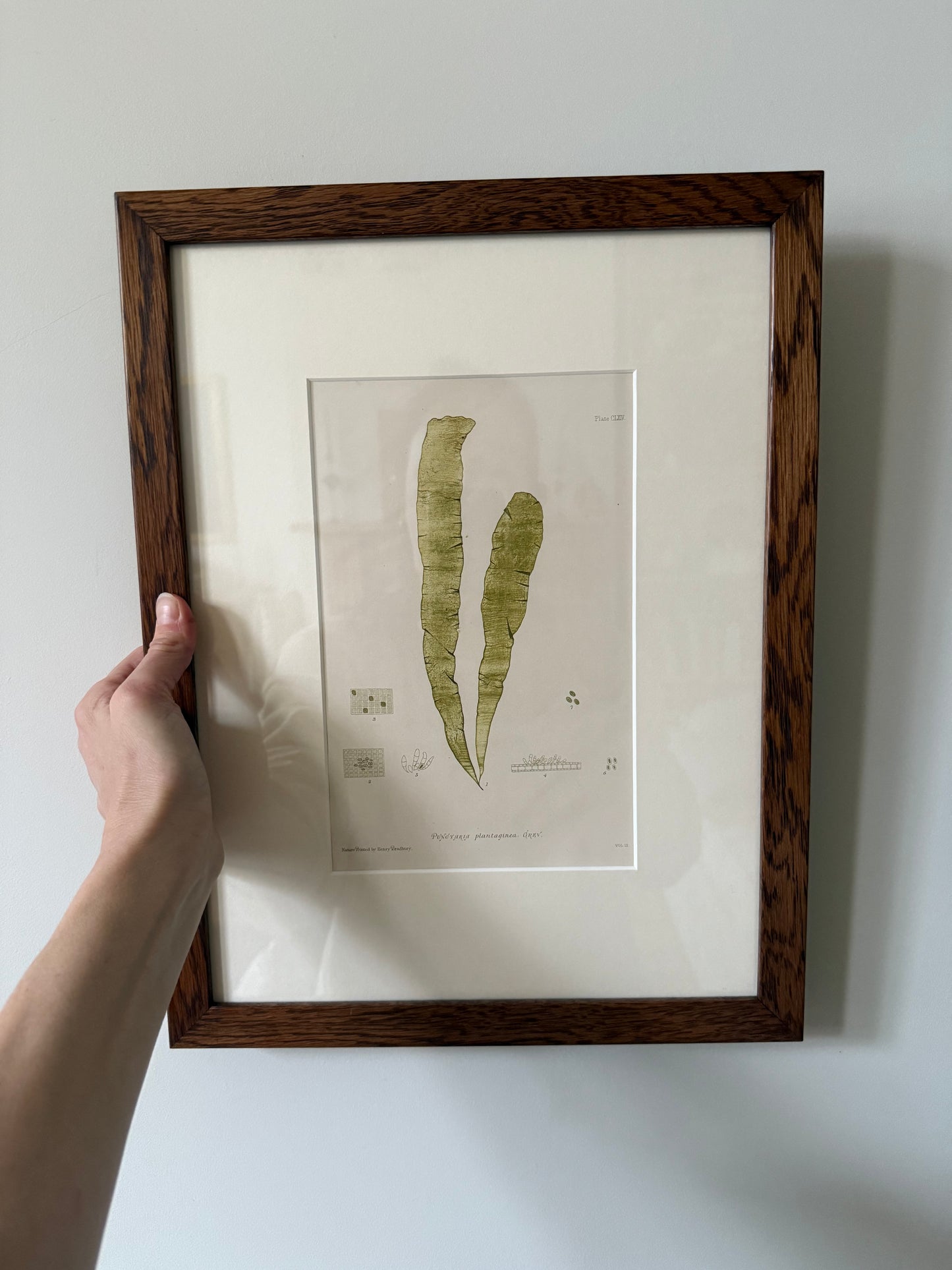Nature Printed Seaweed 4