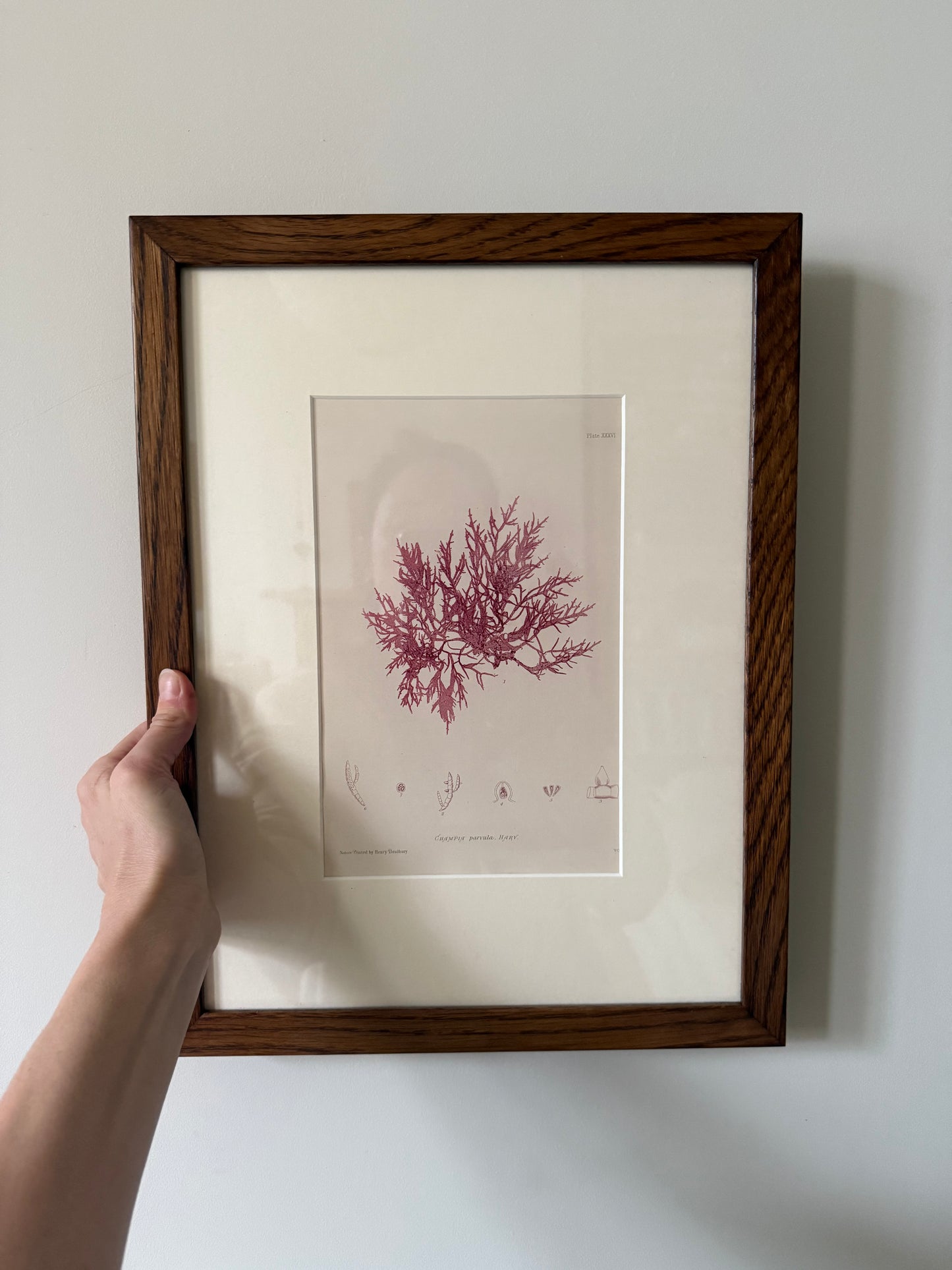 Nature Printed Seaweed 5