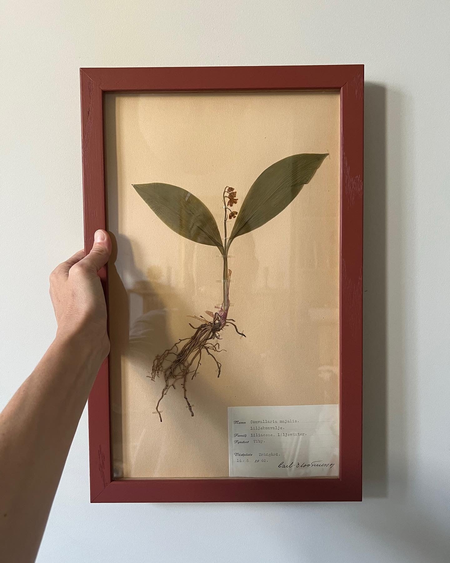 1940's Framed Herbarium 1