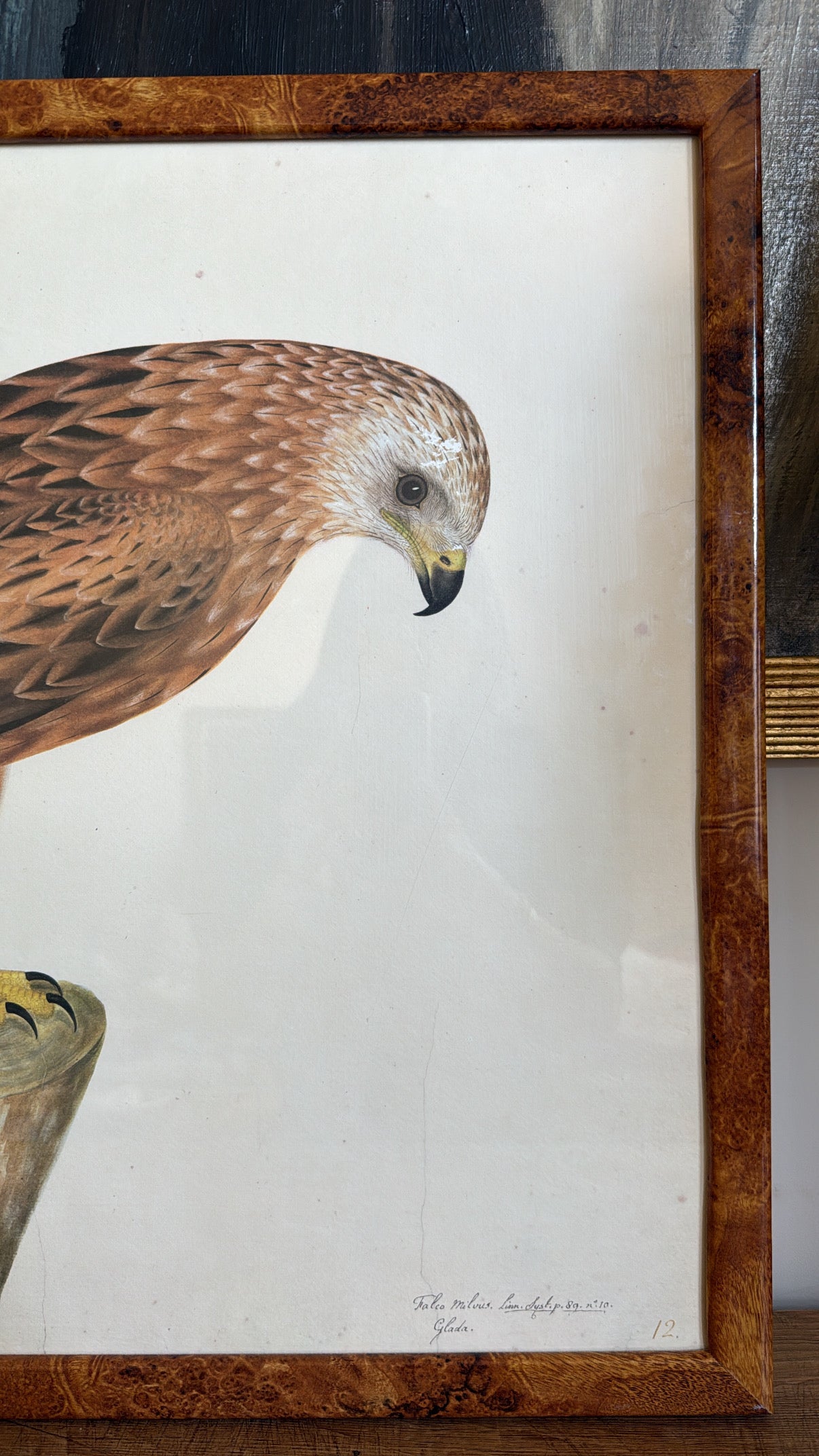 Vintage Framed Falcon