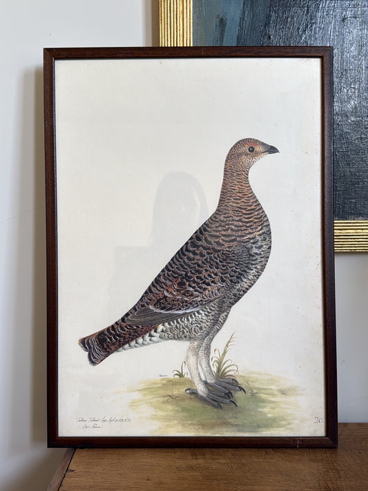 Vintage Framed Bird