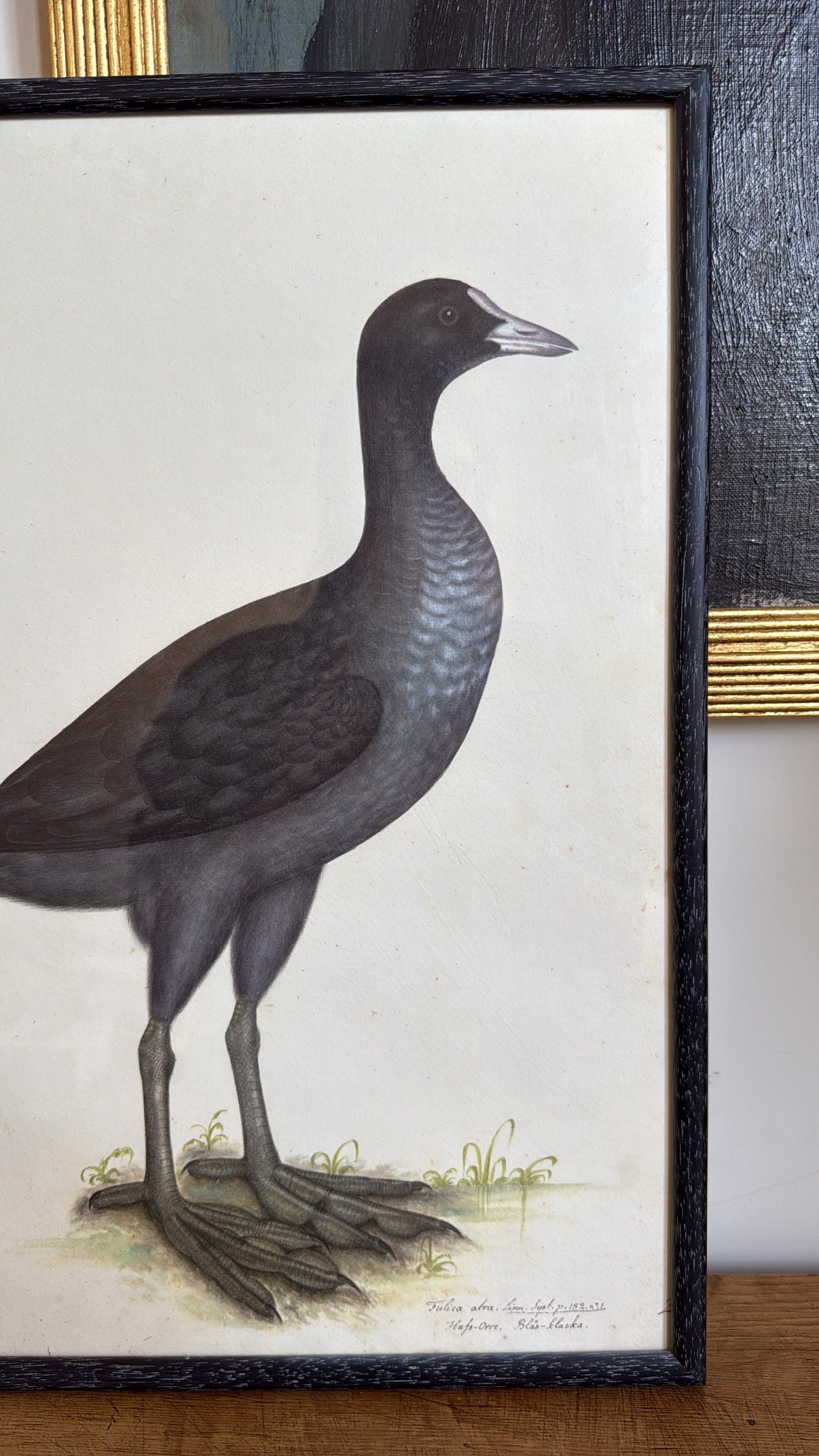 Vintage Framed Black Grouse