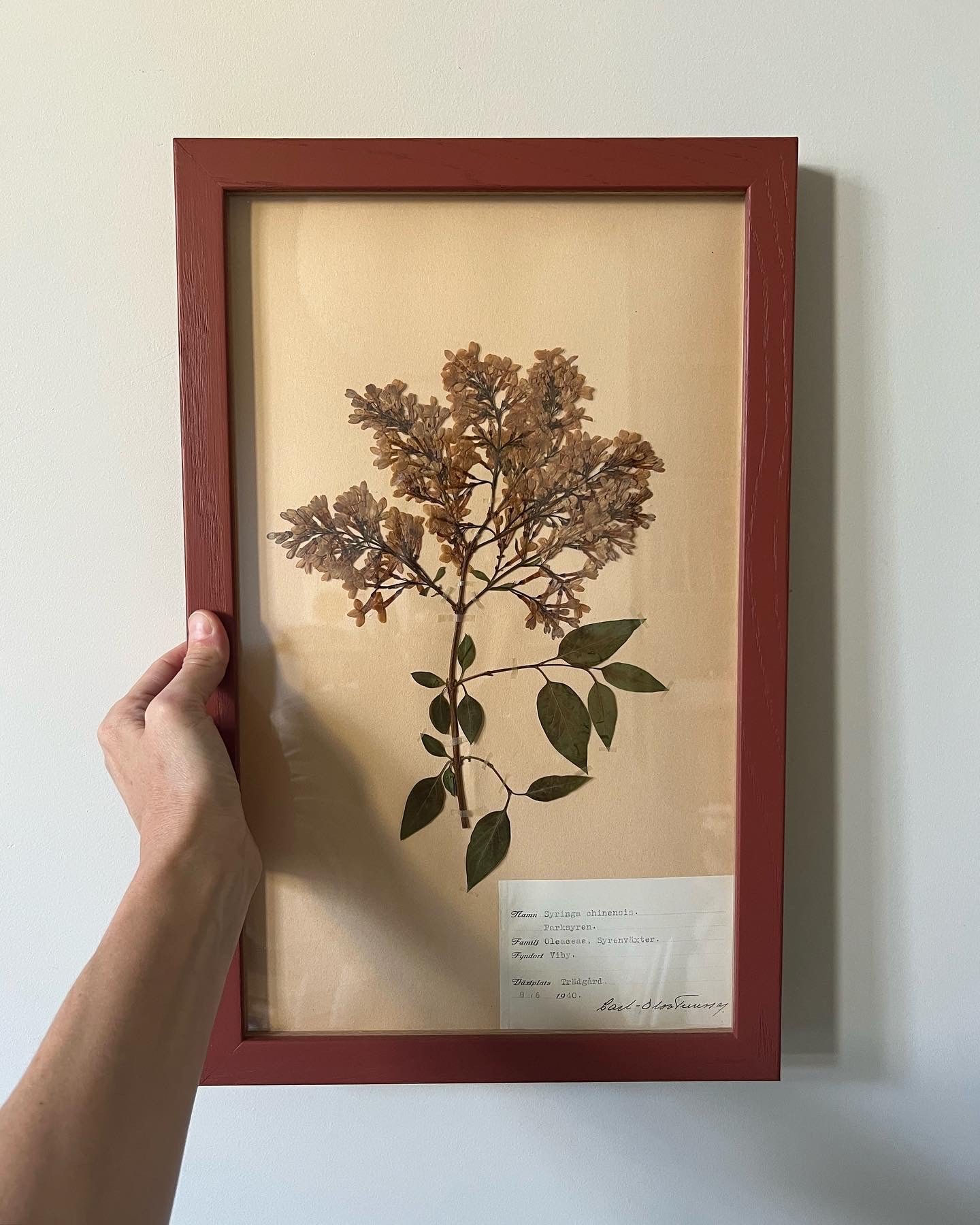 1940's Framed Herbarium 2