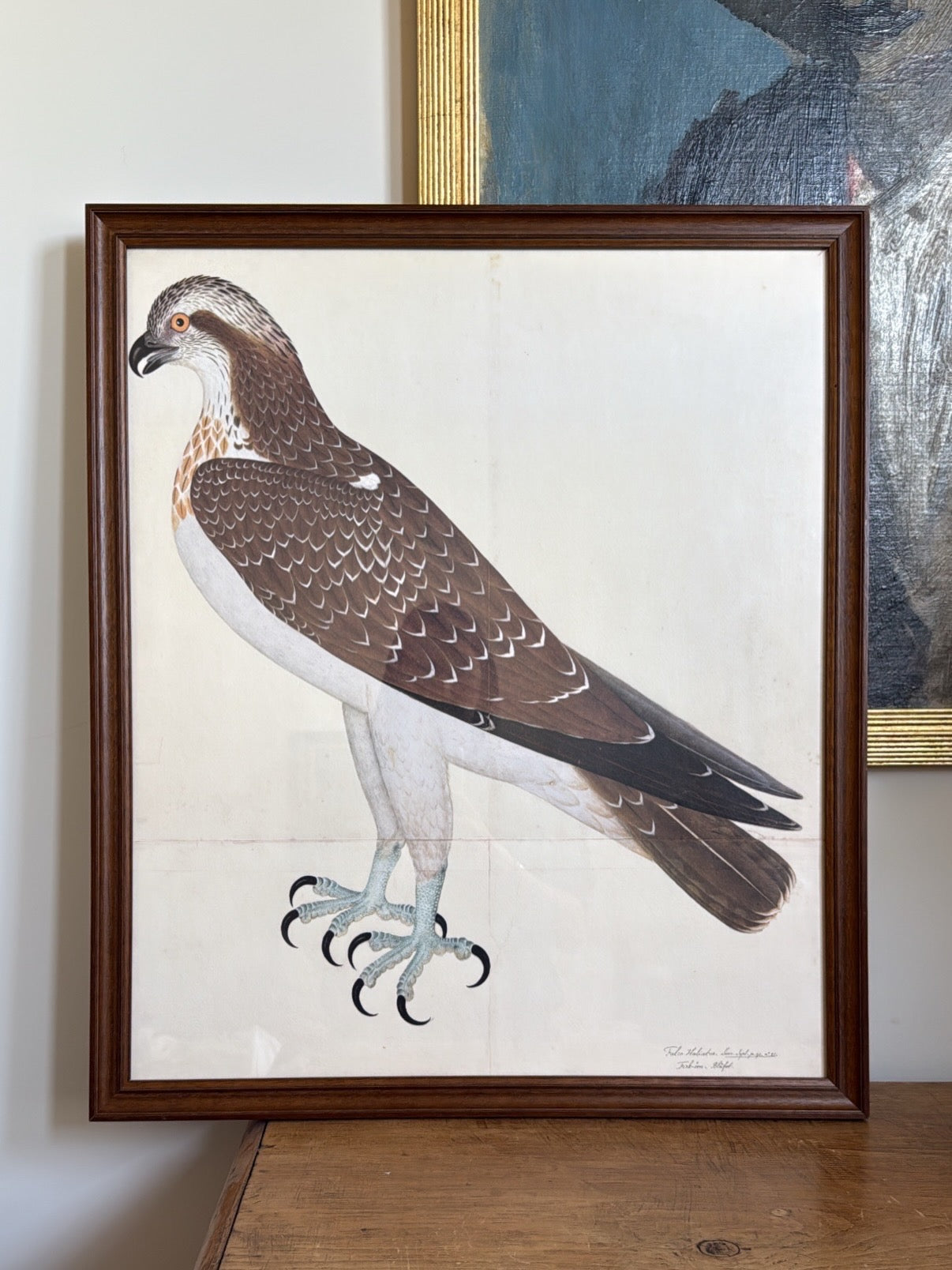 Vintage Framed Falcon