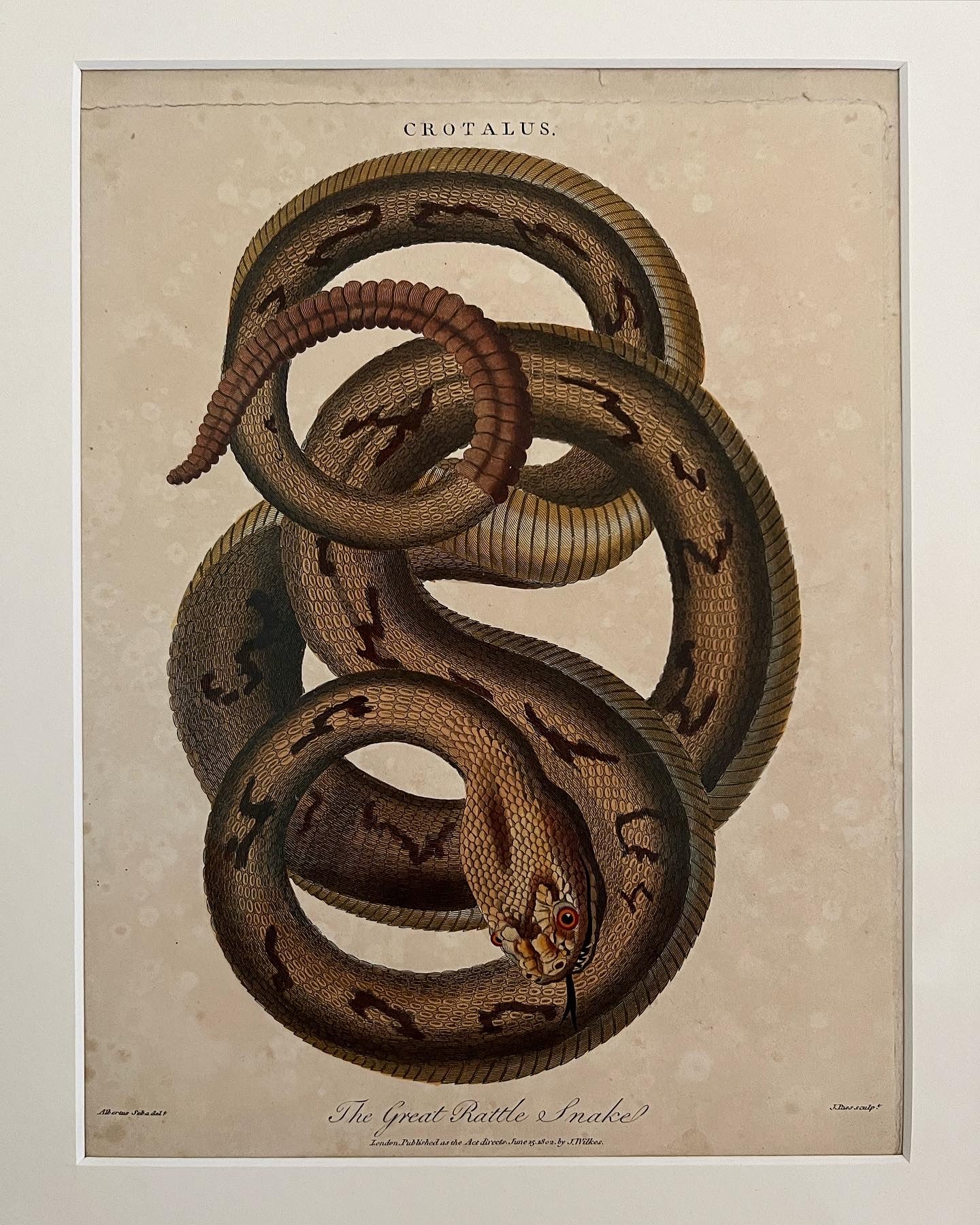 Rare Snake Engraving