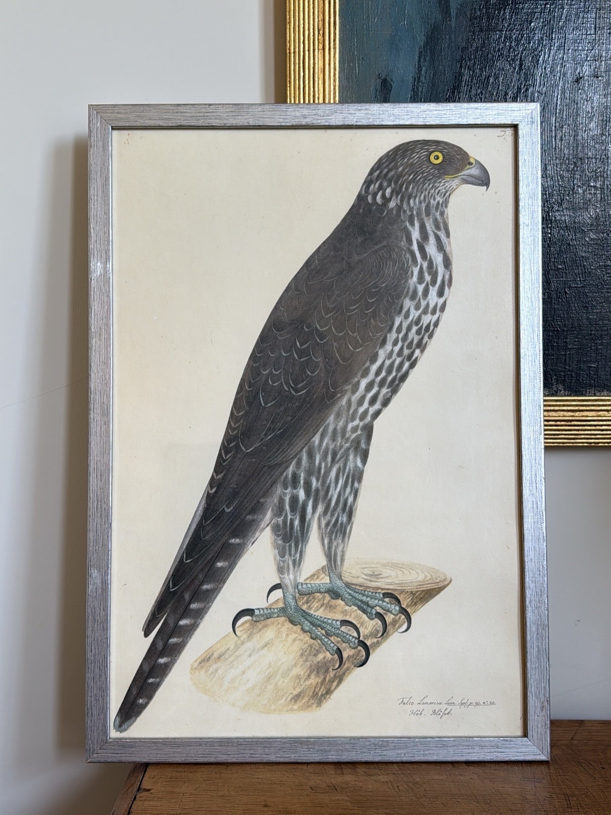 Vintage Framed Falcon