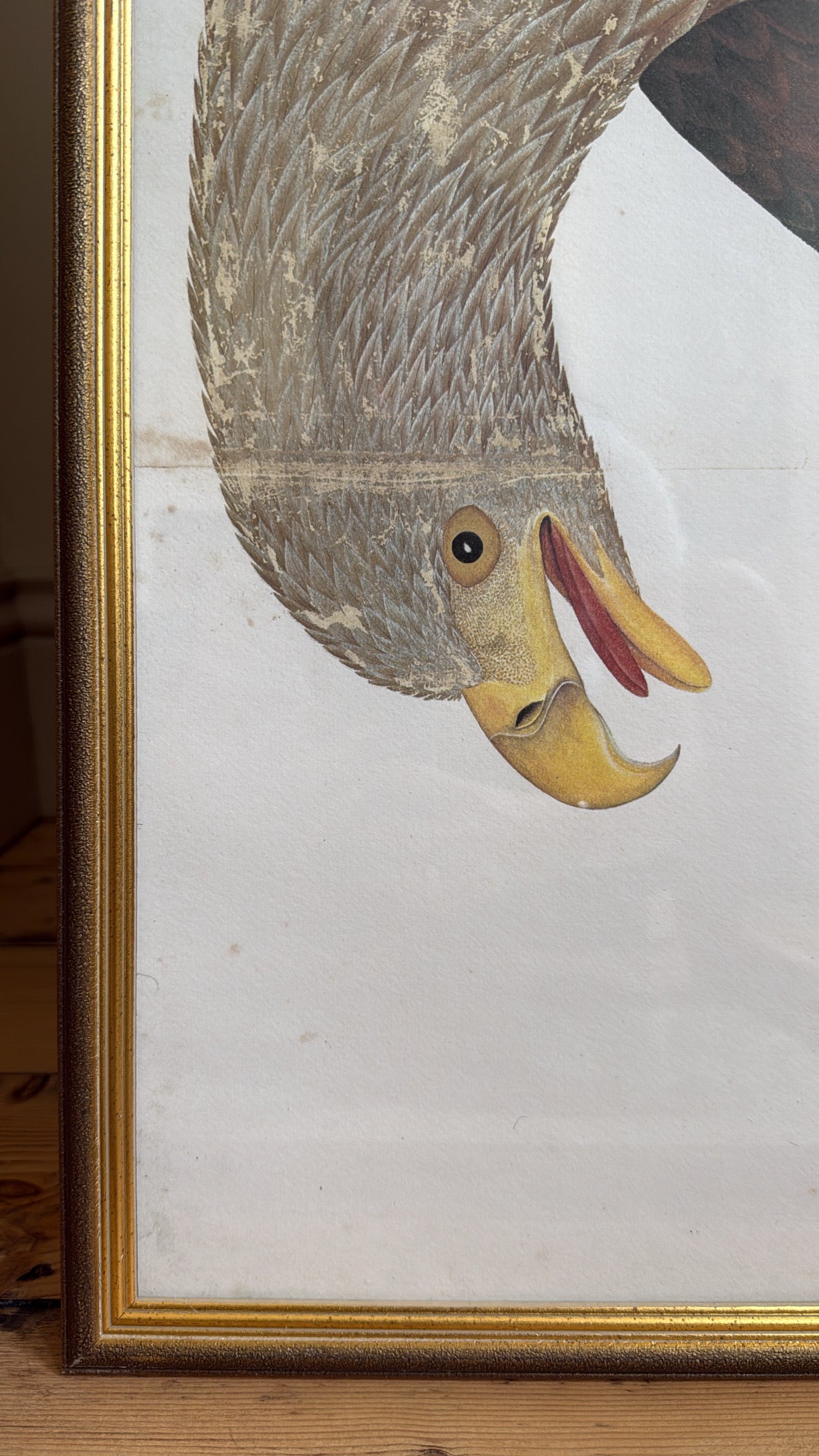 Vintage Framed Falcon