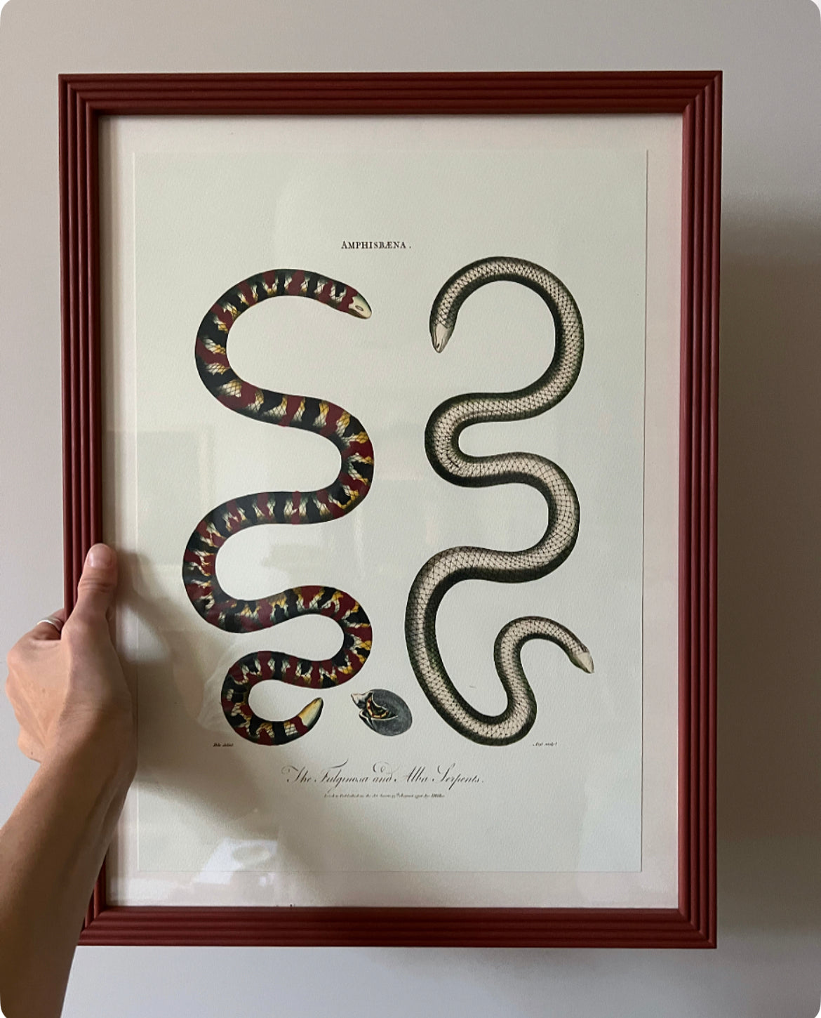 Bohome Snake Reprint