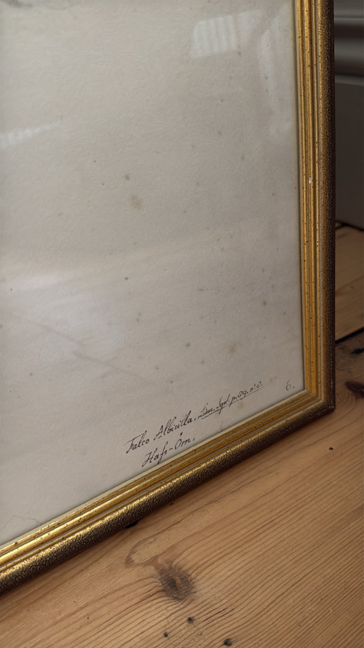 Vintage Framed Falcon