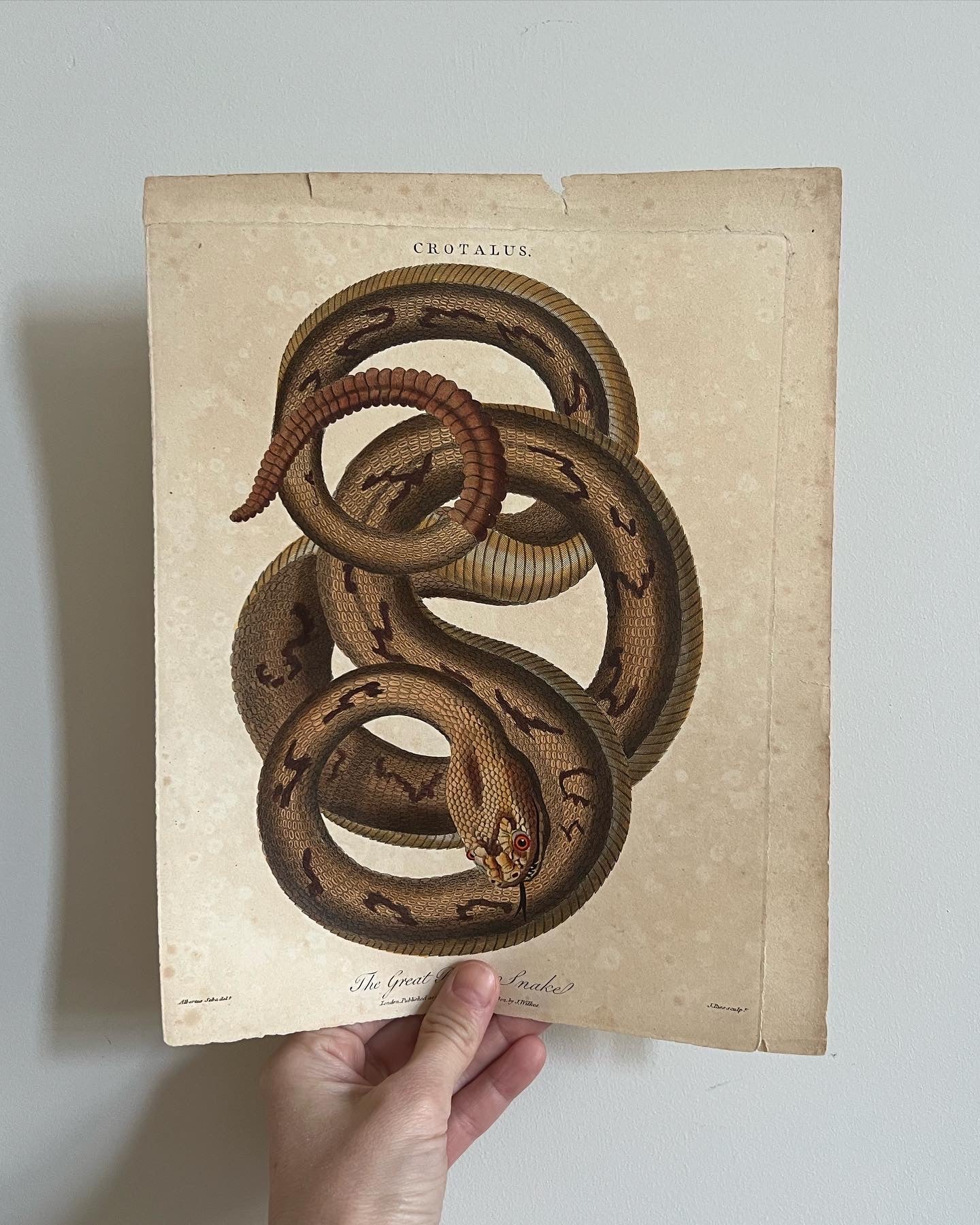 Rare Snake Engraving