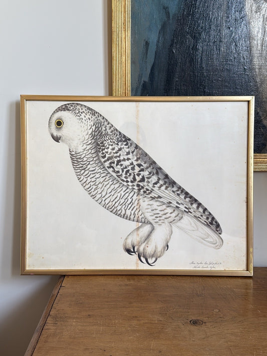 Vintage Framed Owl