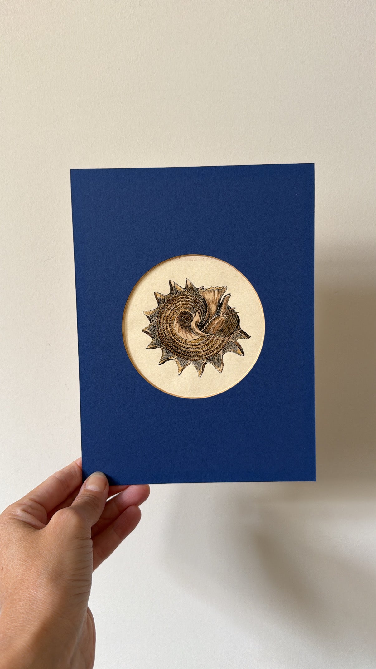 A Set of 4 Shell Prints