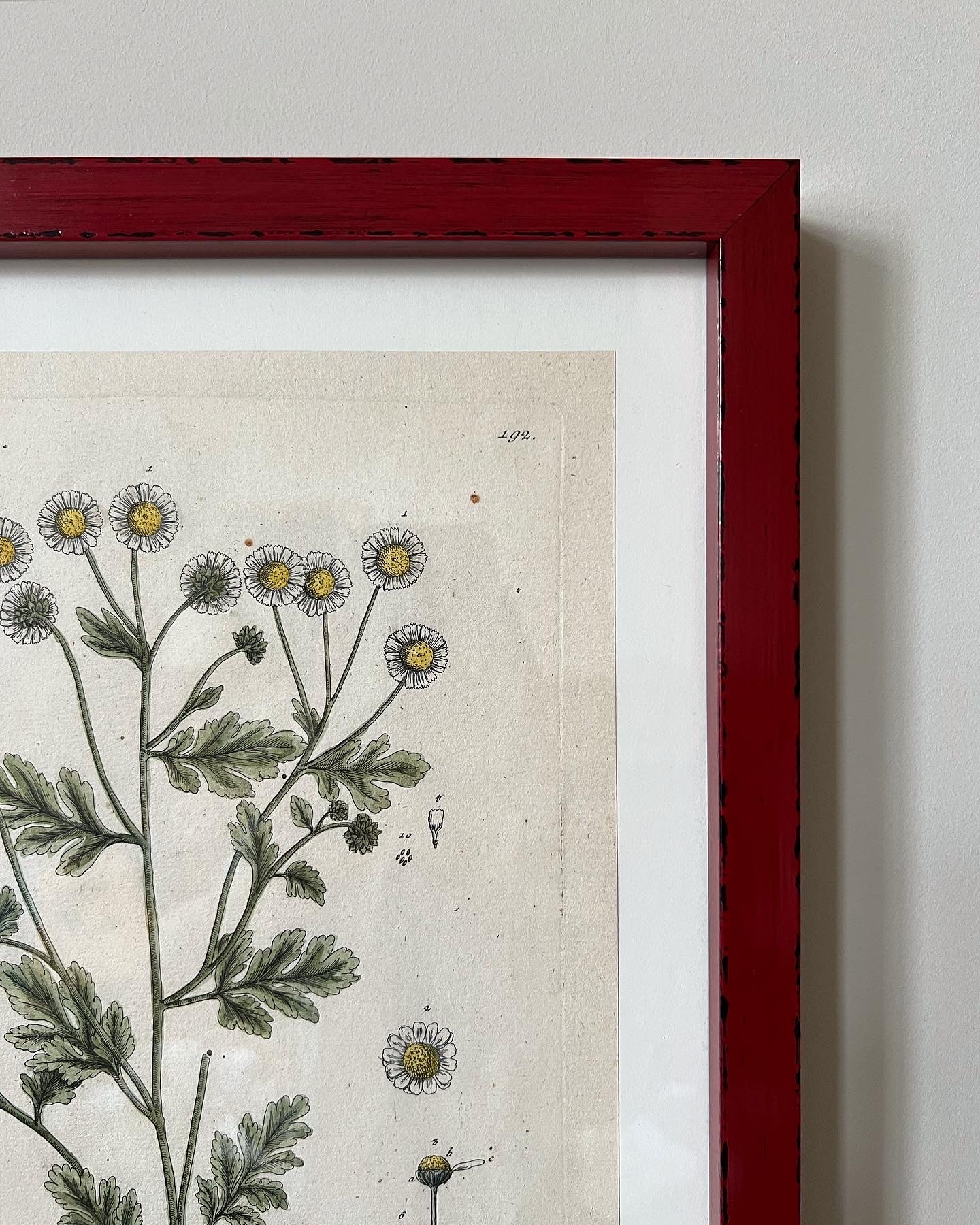 A Pair of Antique Botanical Prints