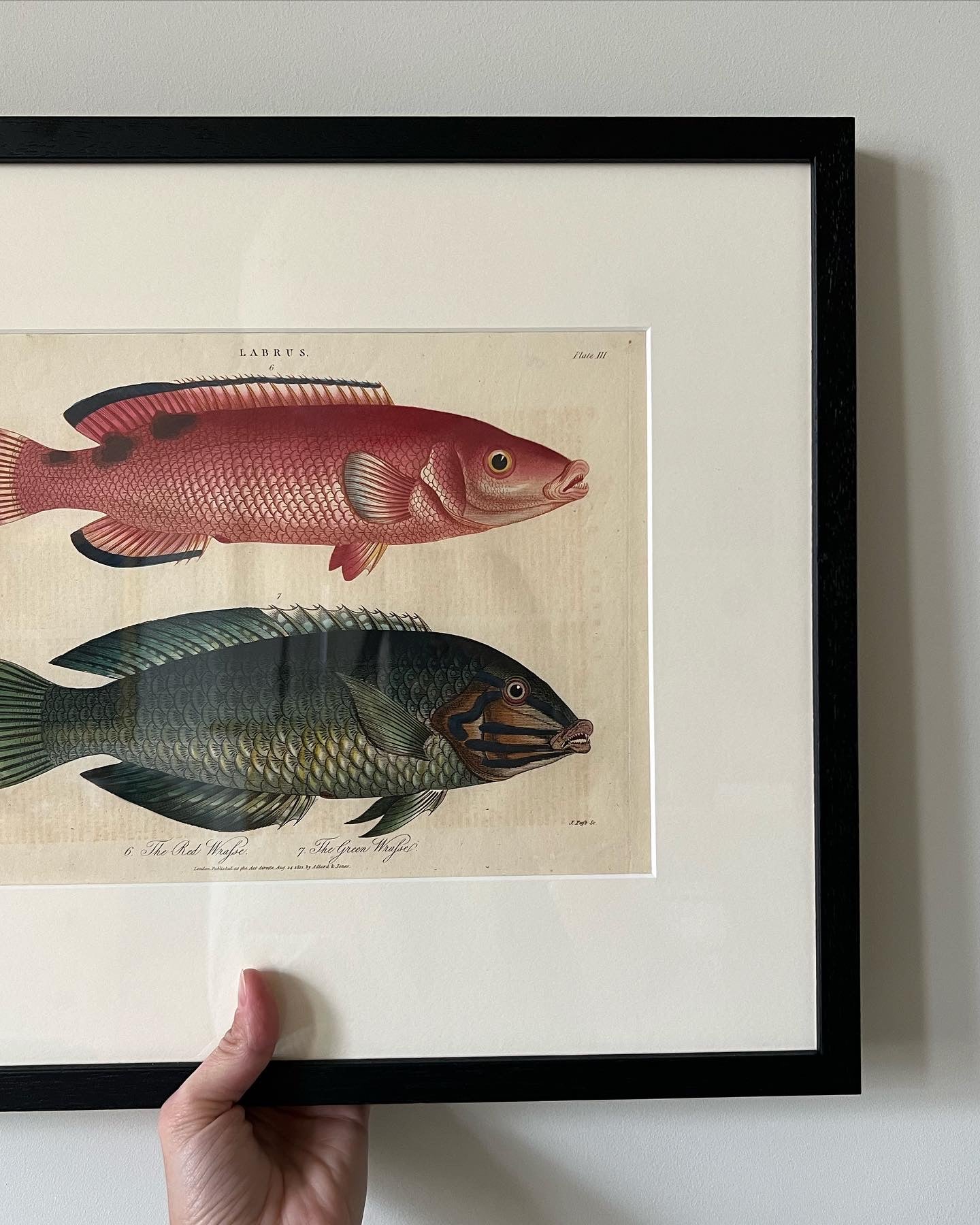 Pair of Rare Antique Engravings