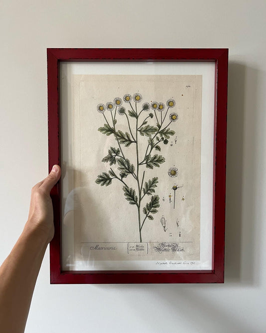 A Pair of Antique Botanical Prints