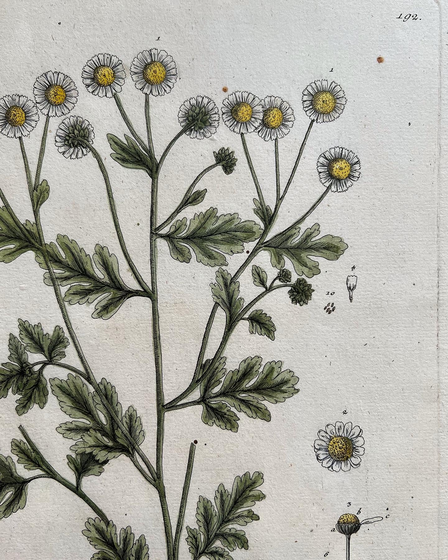 A Pair of Antique Botanical Prints