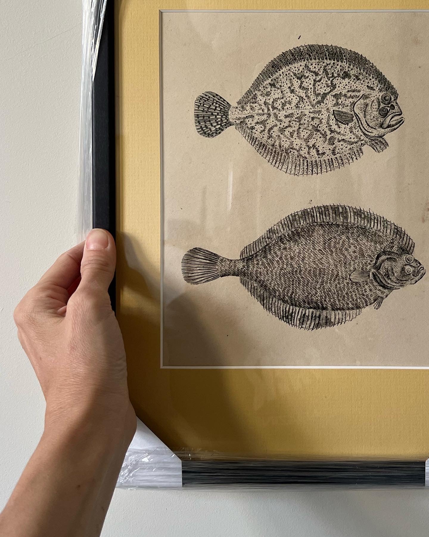 Framed Antique Fish