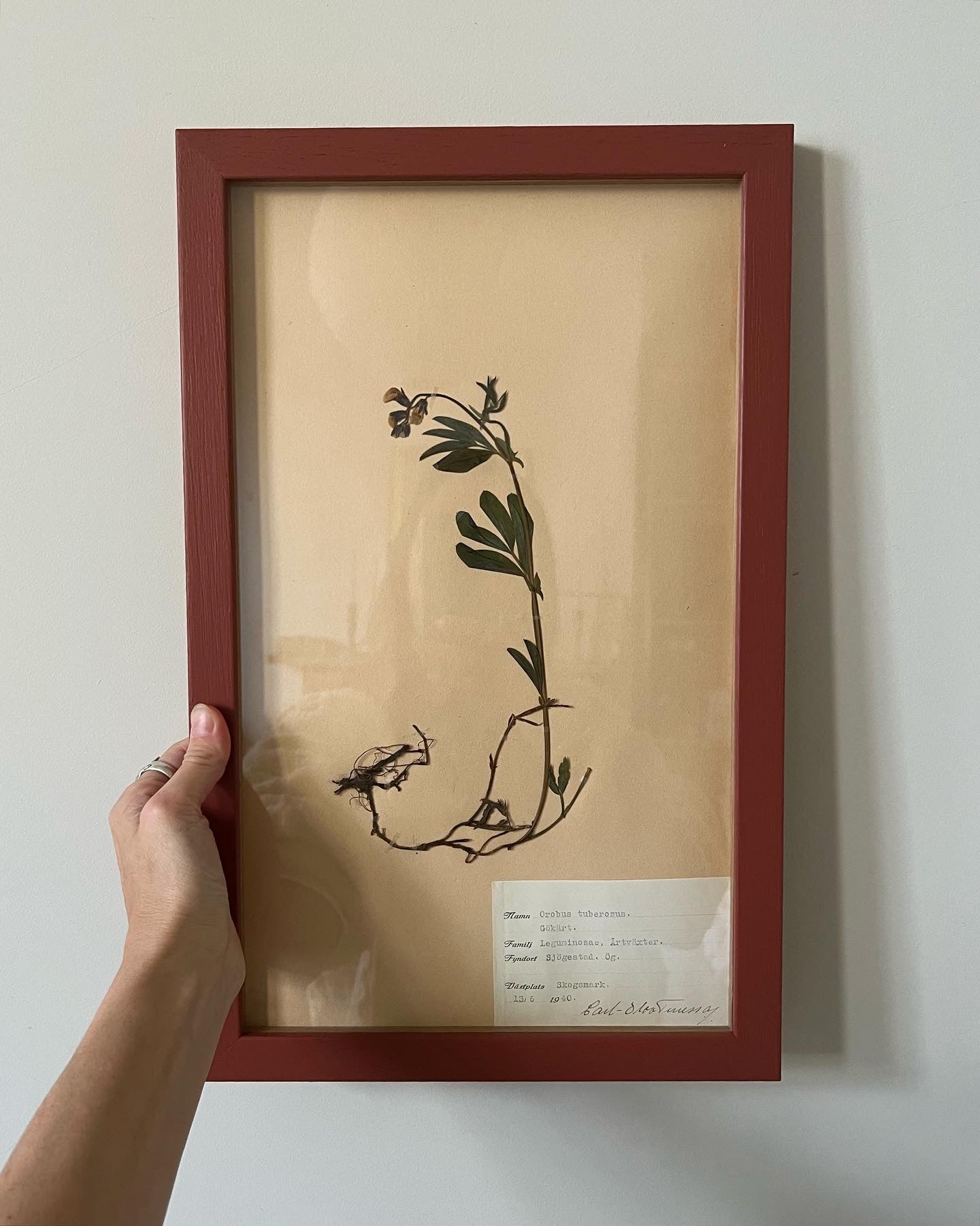 1940's Framed Herbarium 7