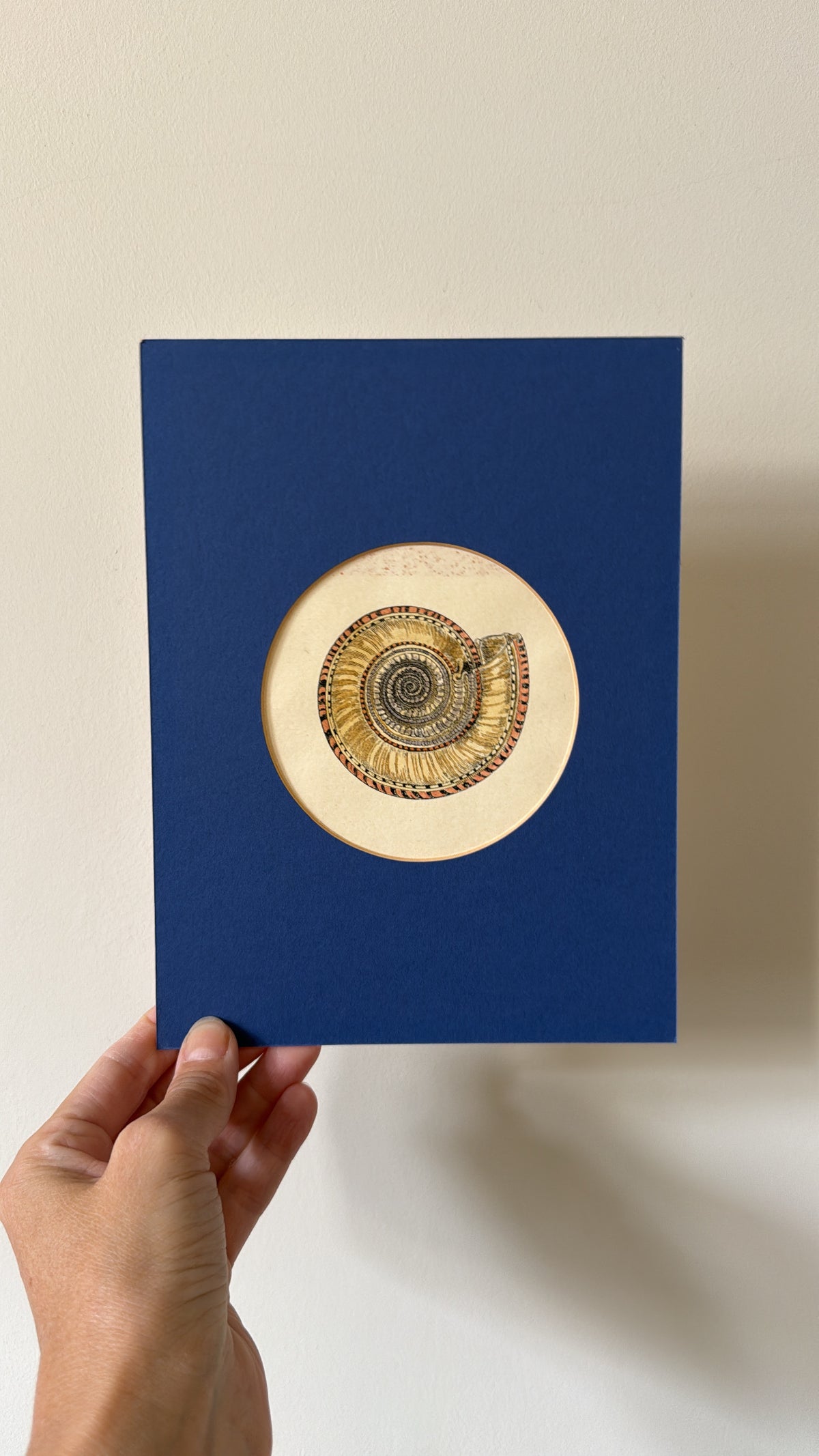 A Set of 4 Shell Prints