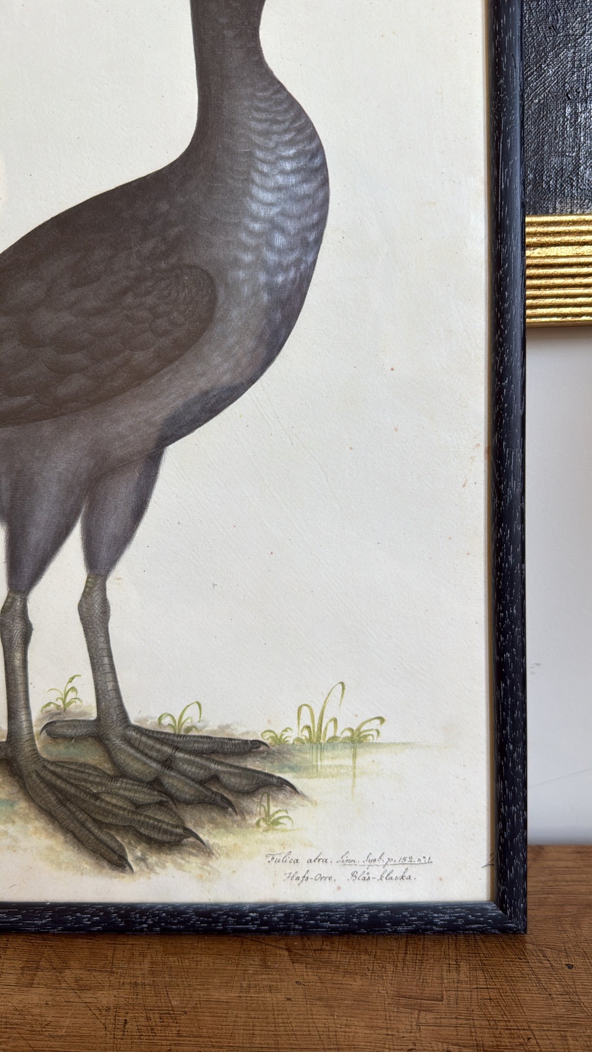 Vintage Framed Black Grouse