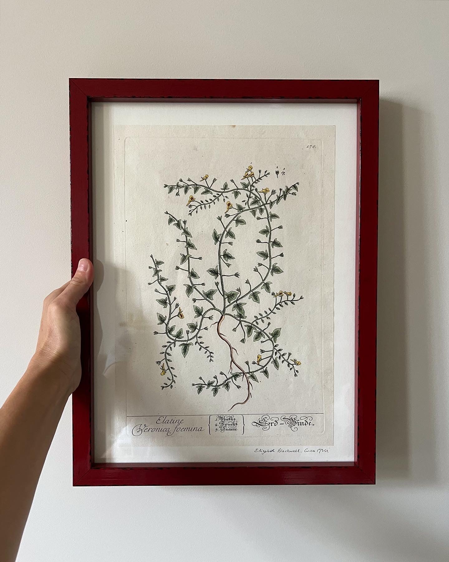 A Pair of Antique Botanical Prints