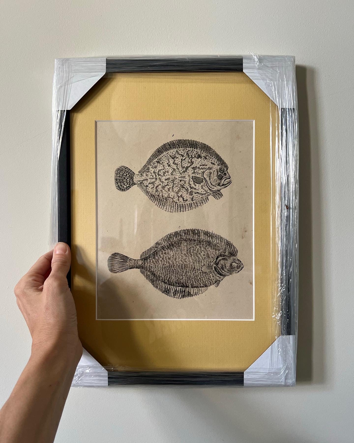 Framed Antique Fish