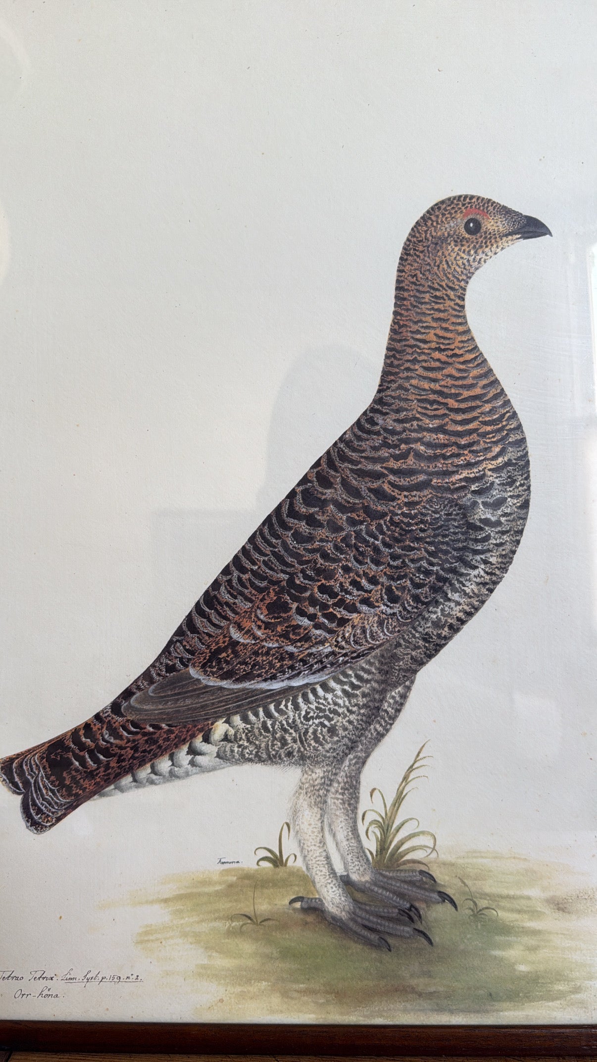 Vintage Framed Bird