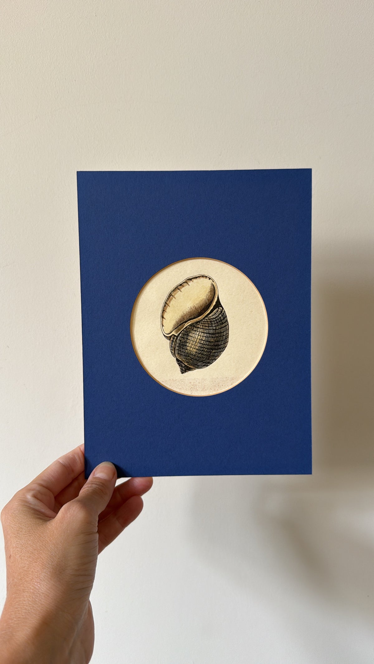 A Set of 4 Shell Prints