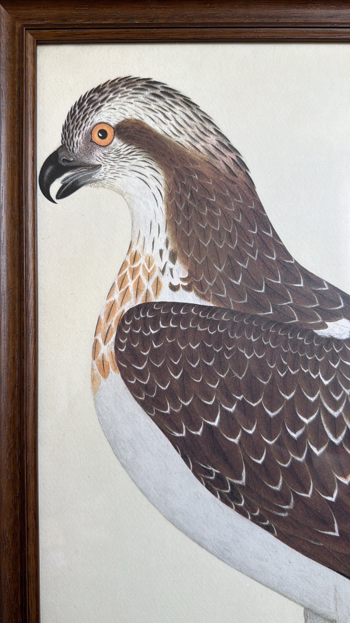 Vintage Framed Falcon