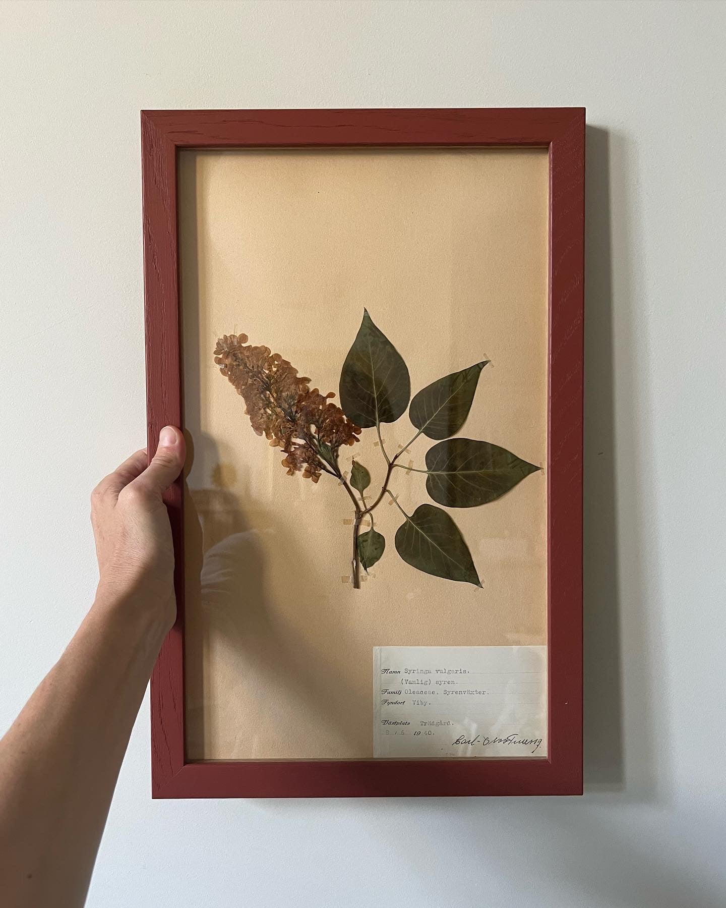 1940's Framed Herbarium 4