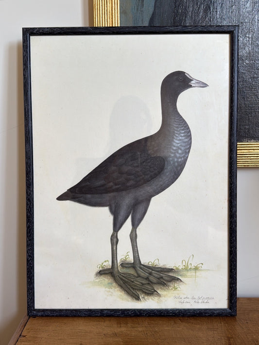 Vintage Framed Black Grouse