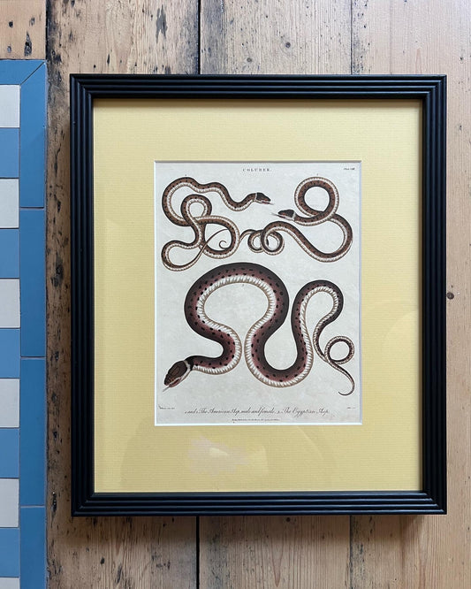 Egyptian Asp Engraving