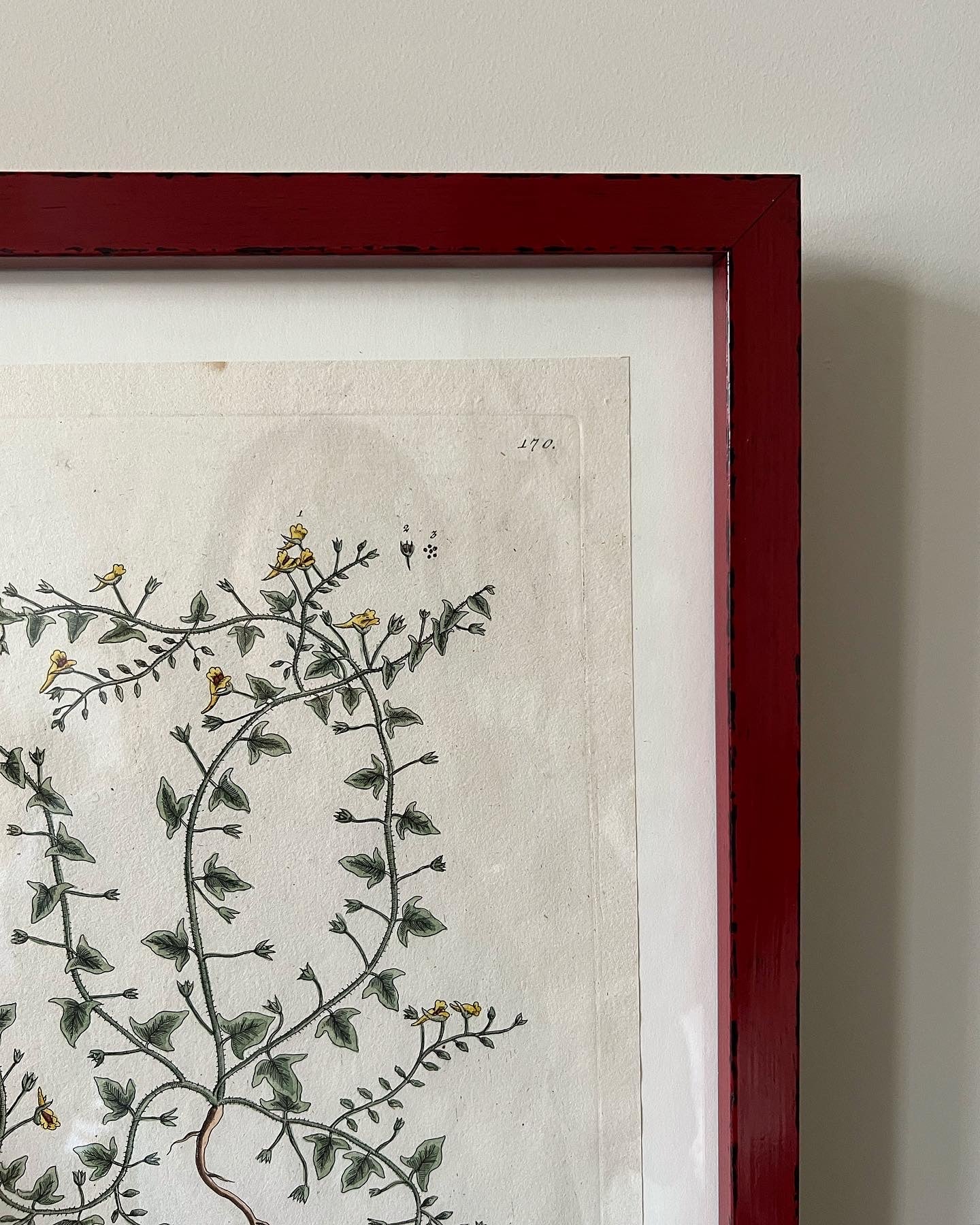 A Pair of Antique Botanical Prints