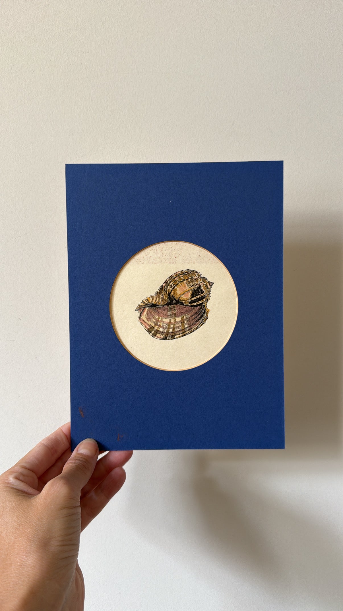 A Set of 4 Shell Prints