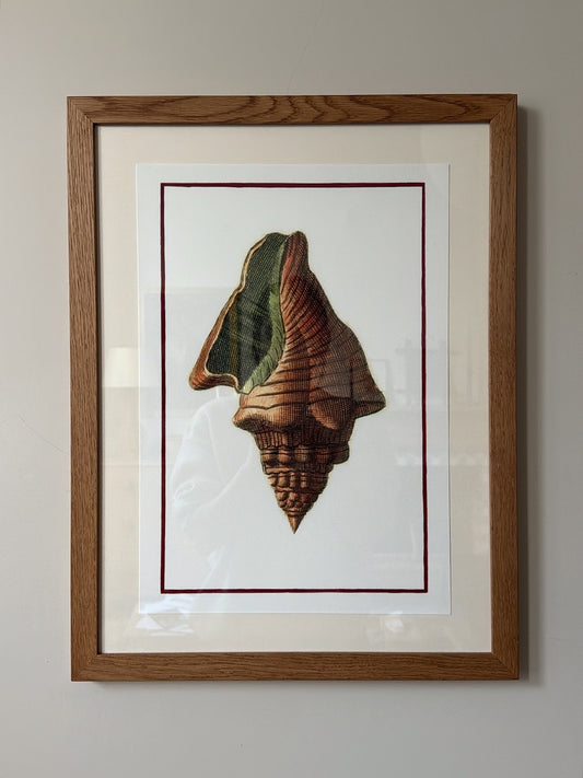 Framed Bohome Shell Print