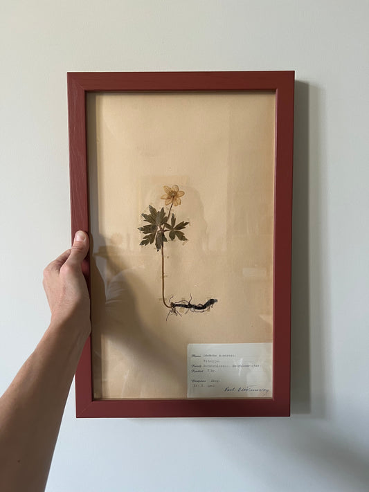 1940's Framed Herbarium 3