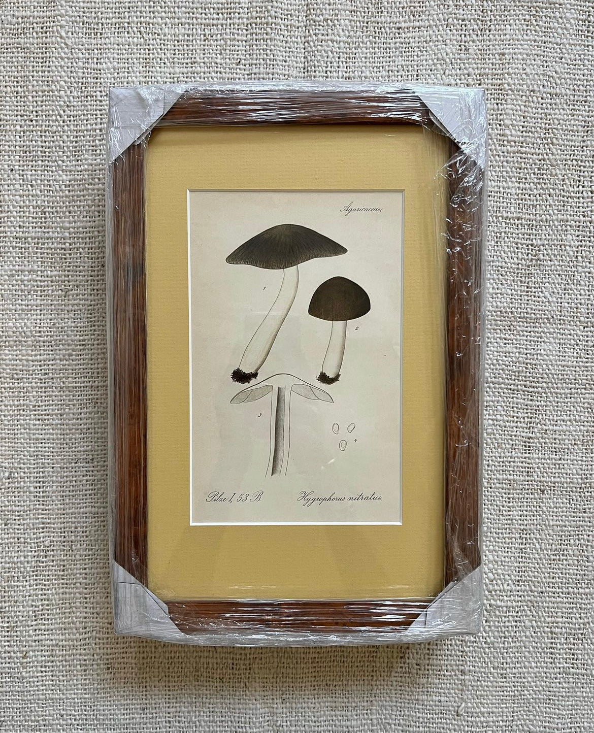 Antique Mushroom Prints