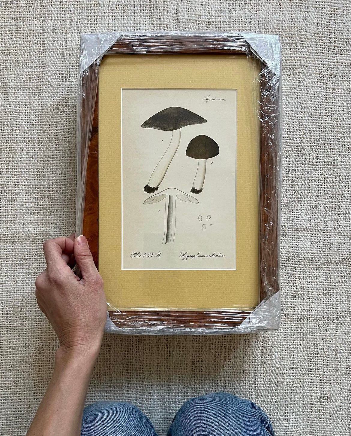 Antique Mushroom Prints