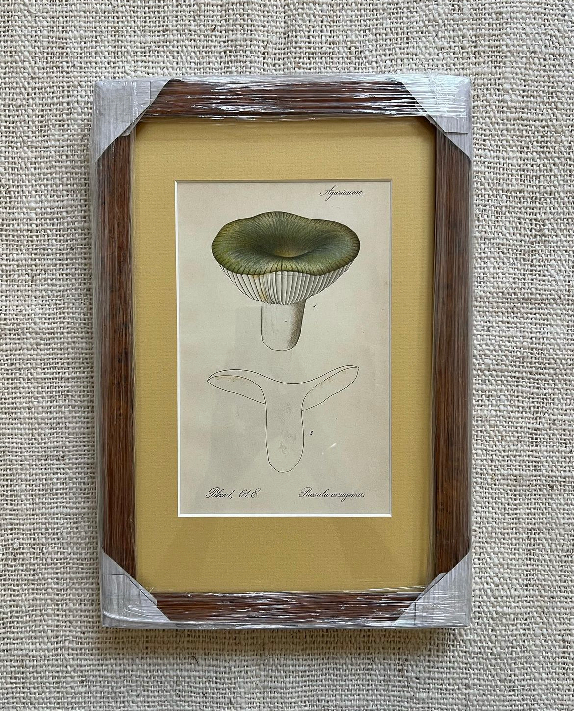 Antique Mushroom Prints