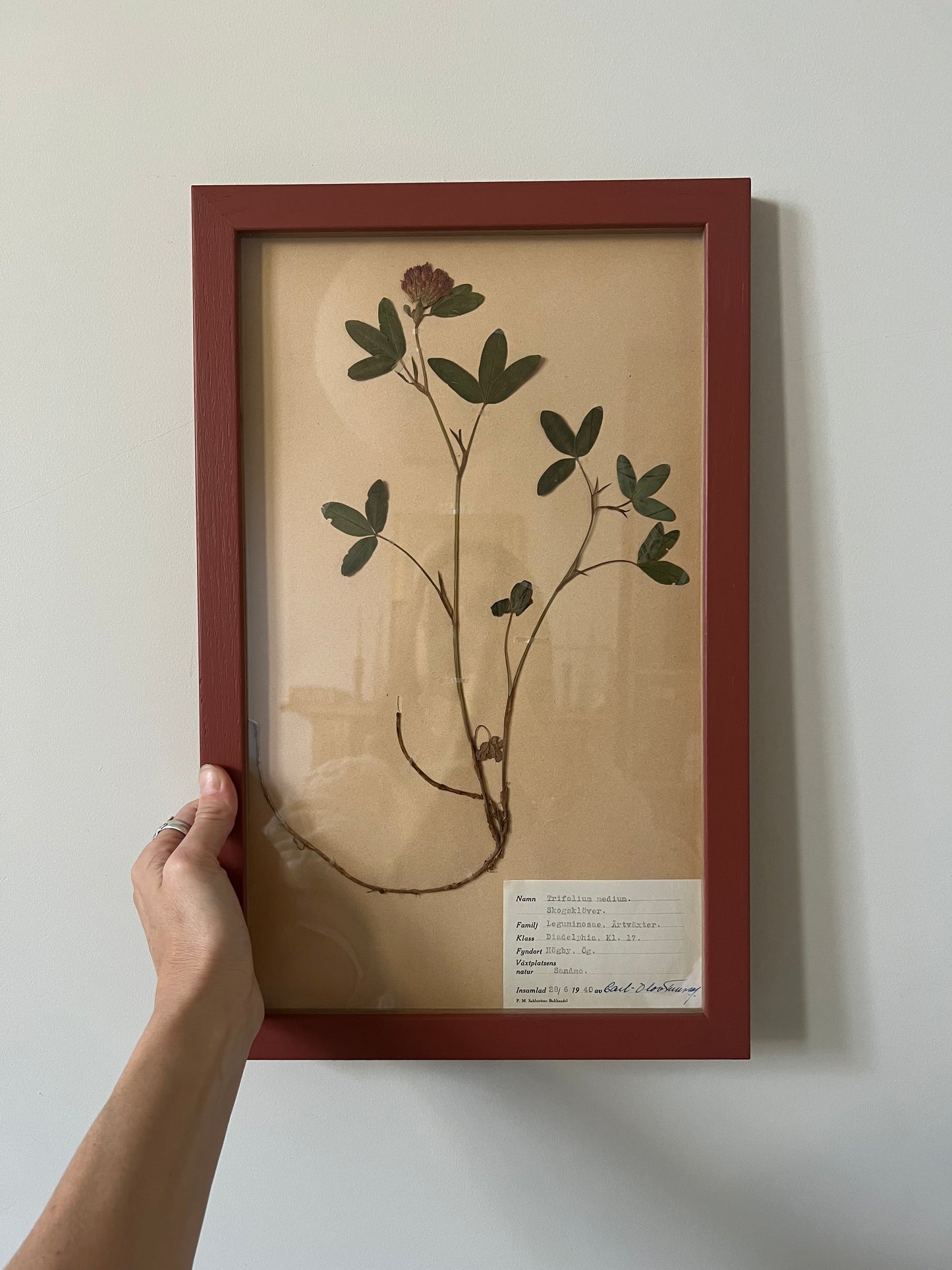 1940's Framed Herbarium 5