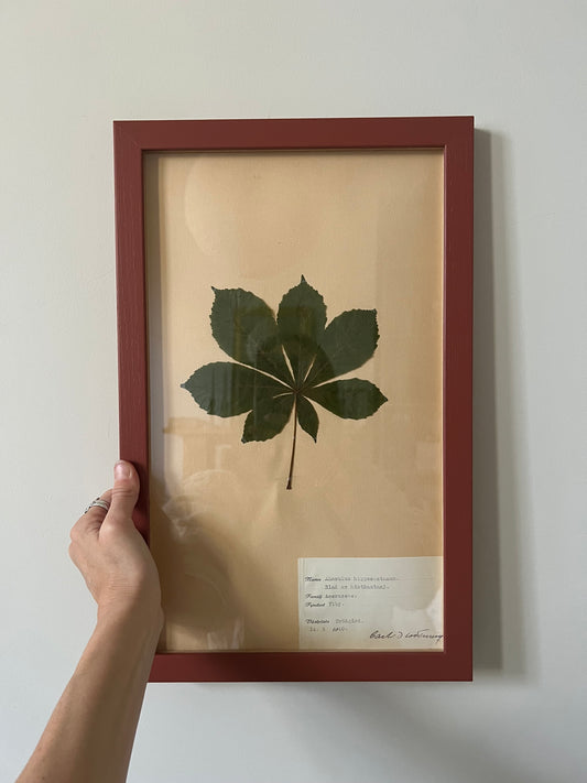 1940's Framed Herbarium 6