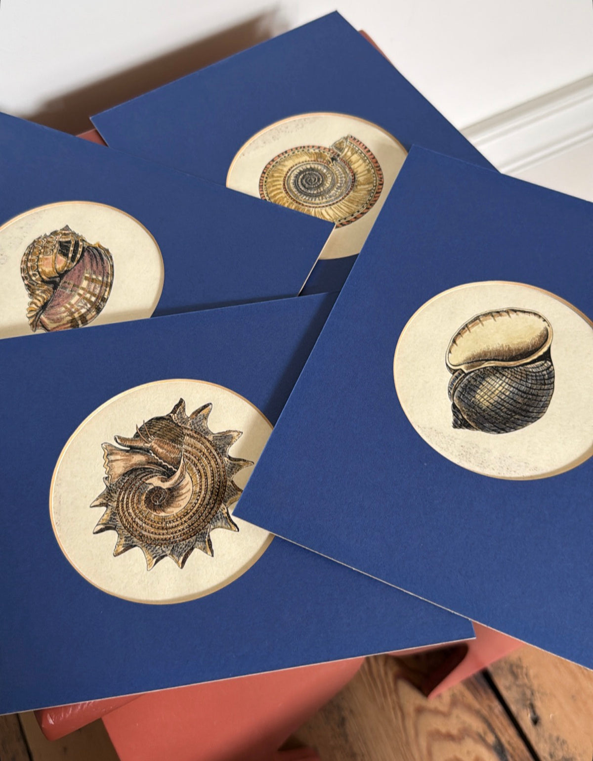 A Set of 4 Shell Prints
